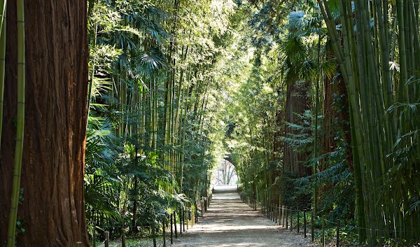 The Bamboo Cevennes