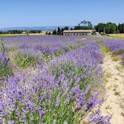 Champs de lavande