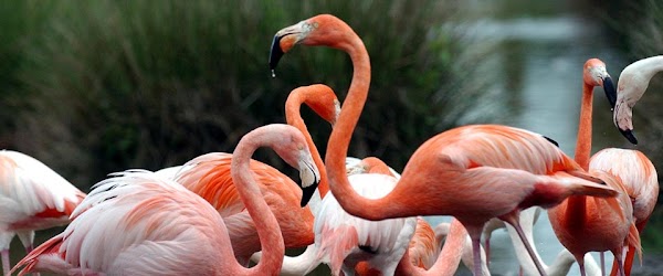 Réserve zoologique de la Haute-Touche