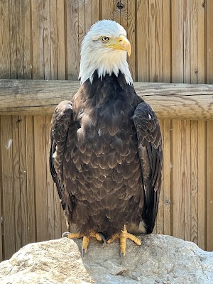 Les Aigles du Léman