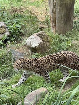 parco zoologico di Sables-d'Olonne