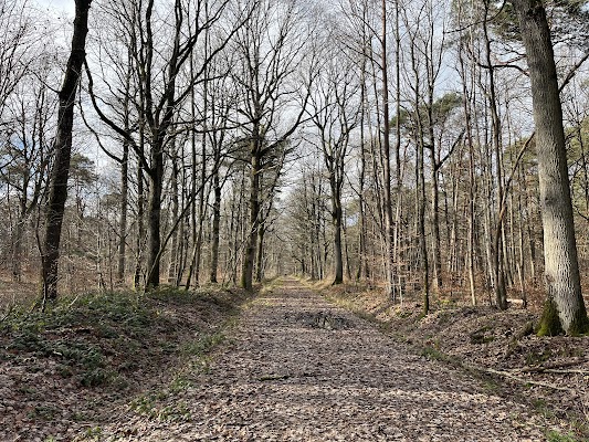 Forêt de Dourdan