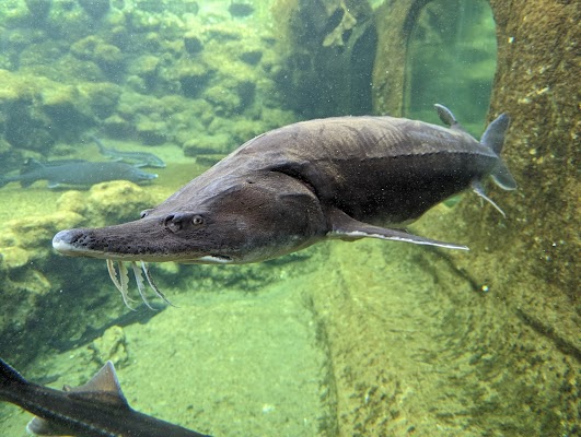 Aquarium Périgord Noir