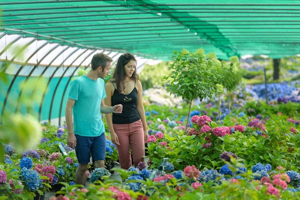 Nursery Hydrangeas Haut Bois