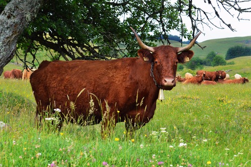 A Nature Holiday in Auvergne
