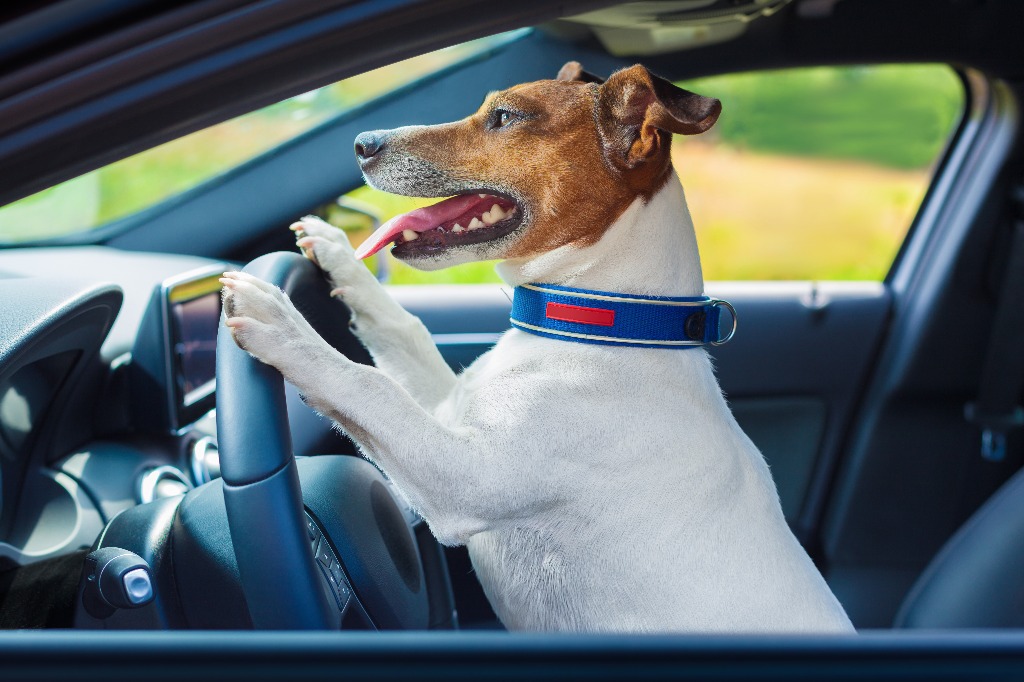 Gîtes acceptant les chiens