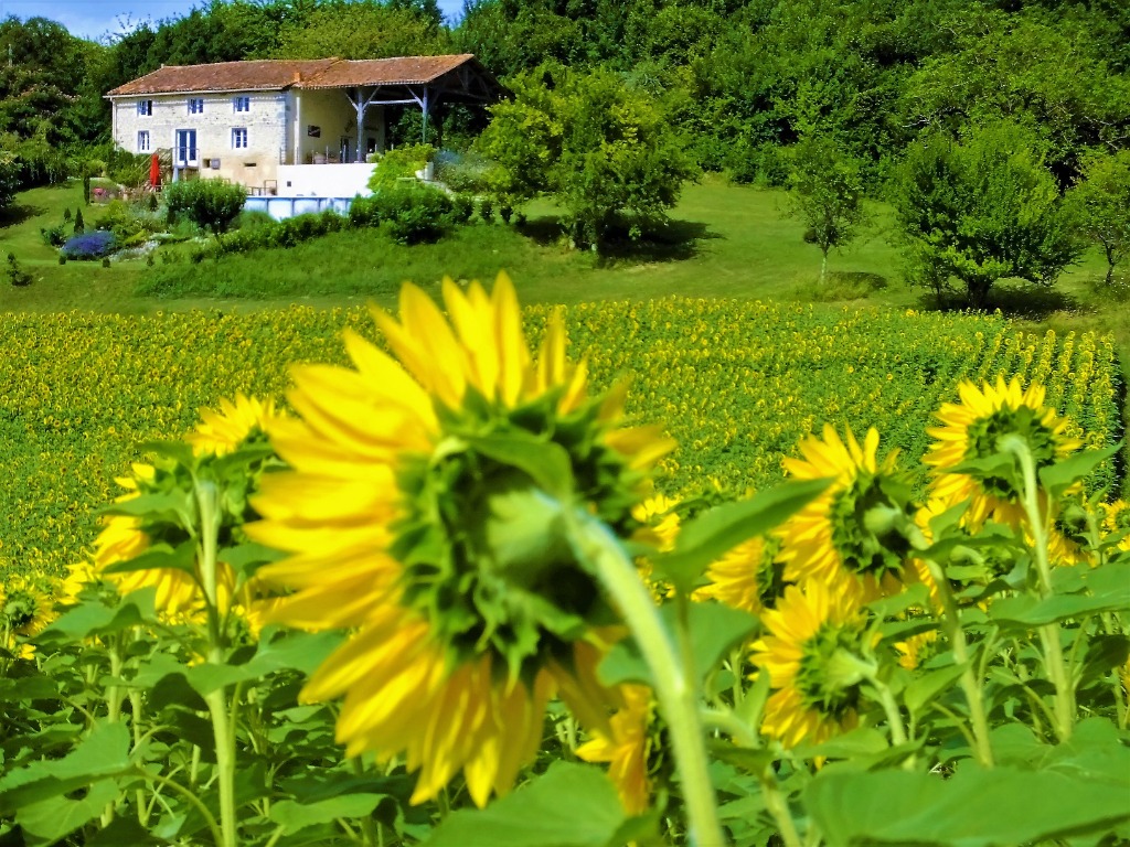 Les Hirondelles